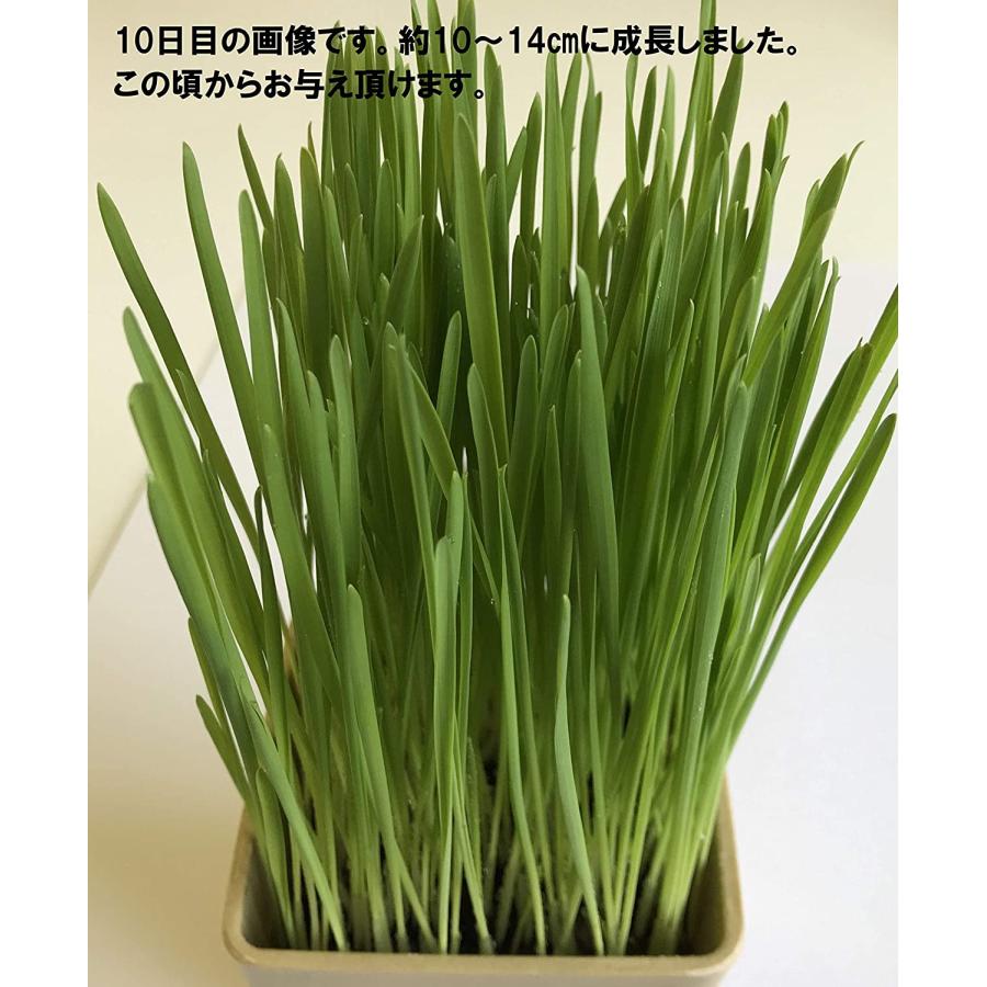 仁達食品 猫草の種 大容量タイプ800g入り 約1．3L（農薬未使用