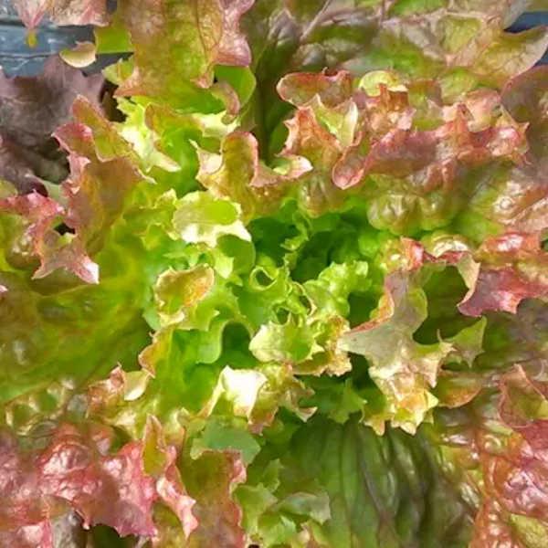 ロロロッササニーレタス系 緑＆赤混色の種0.8g : 人と地球にやさしい