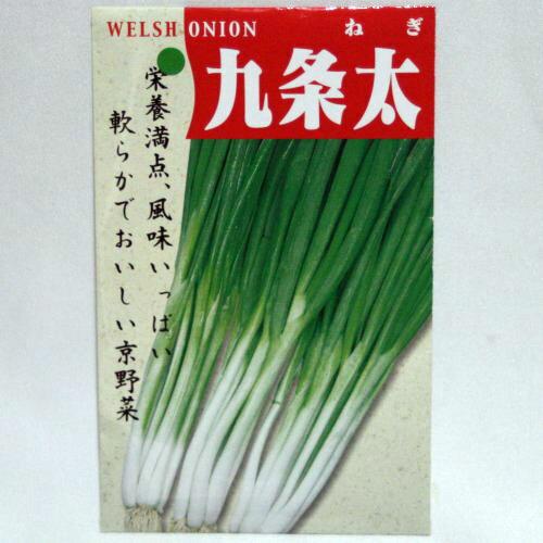 国内採種/固定種】九条太ネギの種7ml(約1200粒） 畑懐〔はふう〕の種