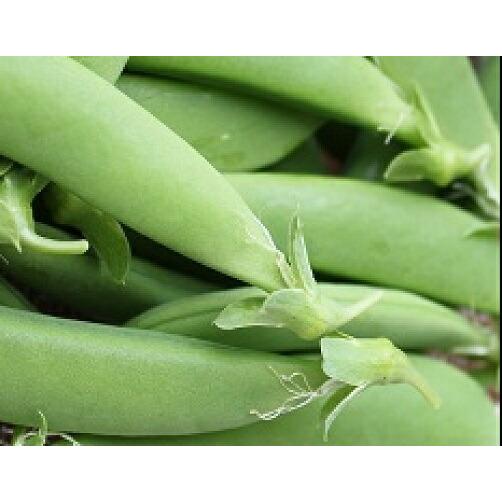 在来種 固定種 野菜のタネ フルーツスナップエンドウml 約60粒 畑懐 はふう の種 メール便可 Hn 冷えとりとやさしい暮らしてくてく 通販 Yahoo ショッピング
