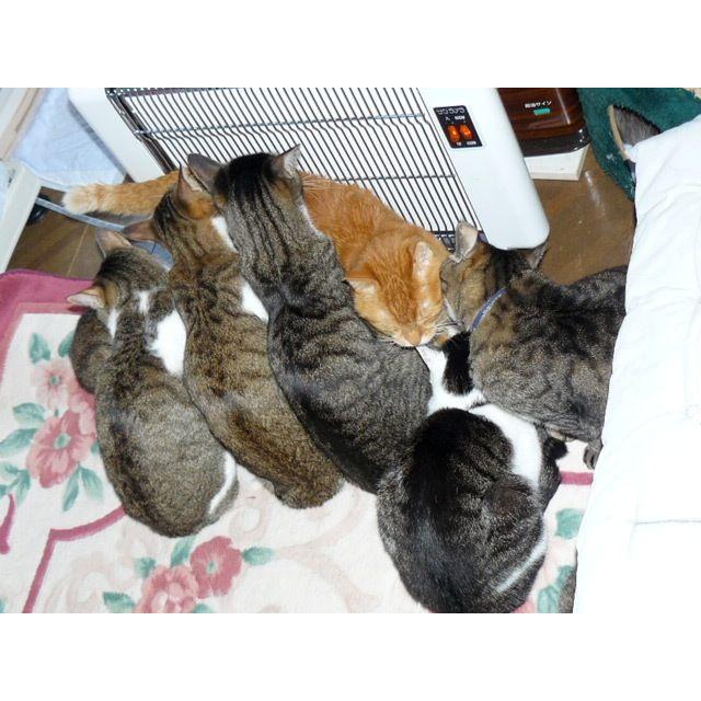 サンラメラ 1221型（1200W 6〜14畳用） ミルキーホワイト 遠赤外線暖房