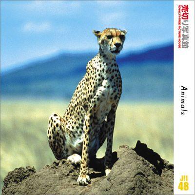 ランキング上位のプレゼント 写真素材集 写真素材 動物 生き物 生物 送料無料 動物たち Jfi48 写真素材集 ソフトウェア Dado Com Co