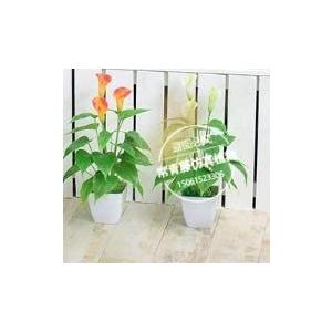 美々杏 鉢植えフェイクフラワー 人工観葉植物 白いカラー インテリア 飾り 花言葉は歓喜 お祝いプレゼント 白 白 Ten Unv27q3di 天秤堂 ヤフー店 通販 Yahoo ショッピング