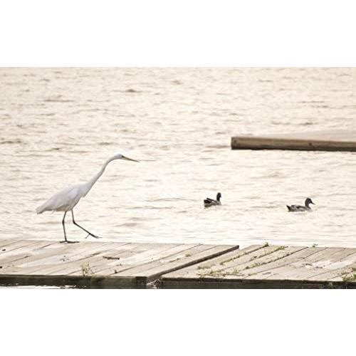 SONY E 55-210mm F4.5-6.3 OSS SEL55210 SONY E 55-210mm F4.5-6.3