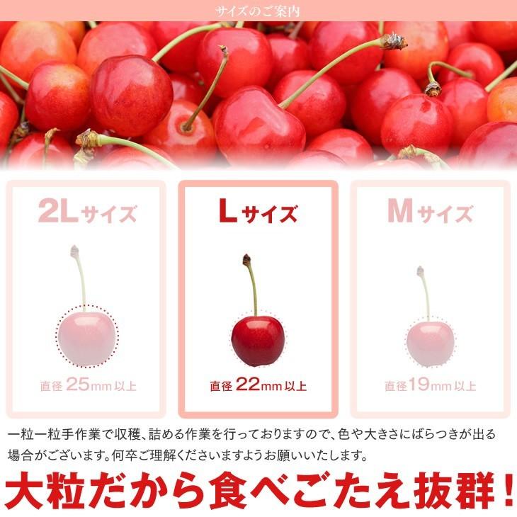 予約商品 さくらんぼ 佐藤錦 ギフト L玉 秀品 350g×2 山形県産 バラパック 父の日 送料無料(一部地域は別途送料) rc11 |  | 10