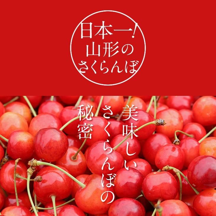 予約商品 さくらんぼ 佐藤錦 ギフト L玉 秀品 500g 山形県産 バラパック JA 産地直送 rc07｜tendofoods｜03