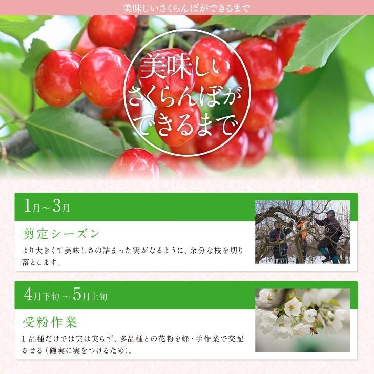 さくらんぼ 2025 山形県産 紅秀峰 ギフト 秀品 Lサイズ以上 500g さくらんぼ 2025 山形県産 紅秀峰 ギフト 秀品 Lサイズ以上 500g
