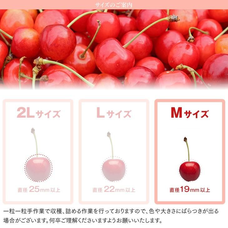 予約商品 さくらんぼ 山形県産 佐藤錦 約1kg M玉以上 バラ詰め 訳あり 
