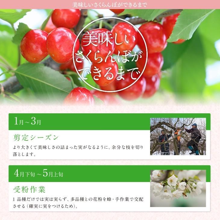 予約商品 さくらんぼ 佐藤錦 ご家庭用 約1kg バラ詰め 送料無料 一部
