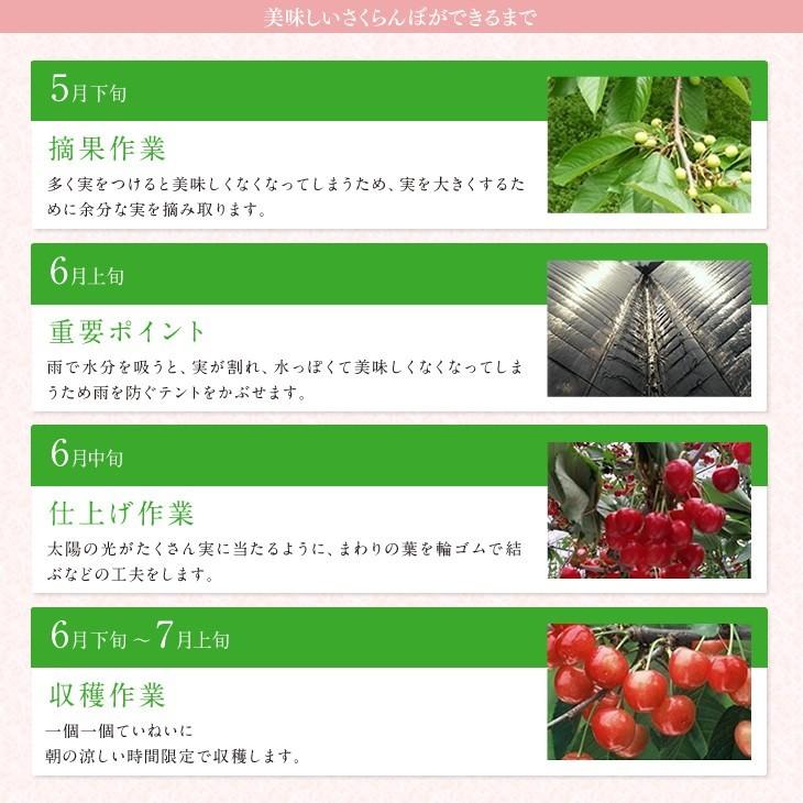 予約商品 さくらんぼ 佐藤錦 ご家庭用 約1kg バラ詰め 送料無料 一部