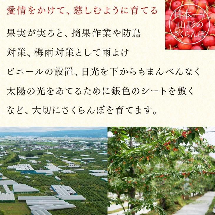 母の日 ギフト 2024 さくらんぼ  佐藤錦 L玉 秀品 24粒 山形県産  菓子箱入り JA 産地直送 お花 カード mc08｜tendofoods｜07