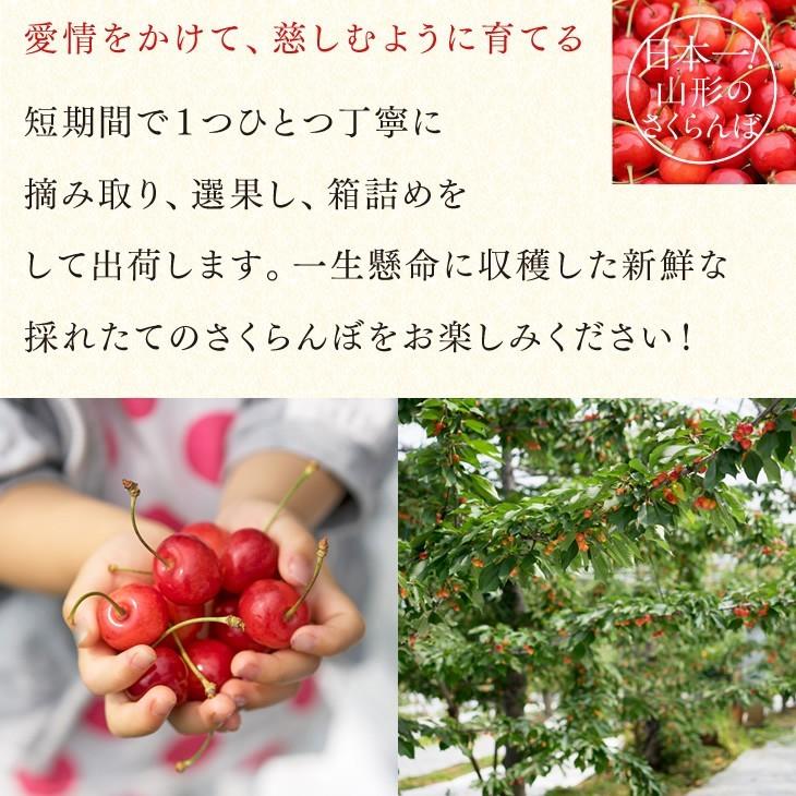 母の日 2026 ギフト 送料無料 さくらんぼ 山形県産 佐藤錦 2Lサイズ