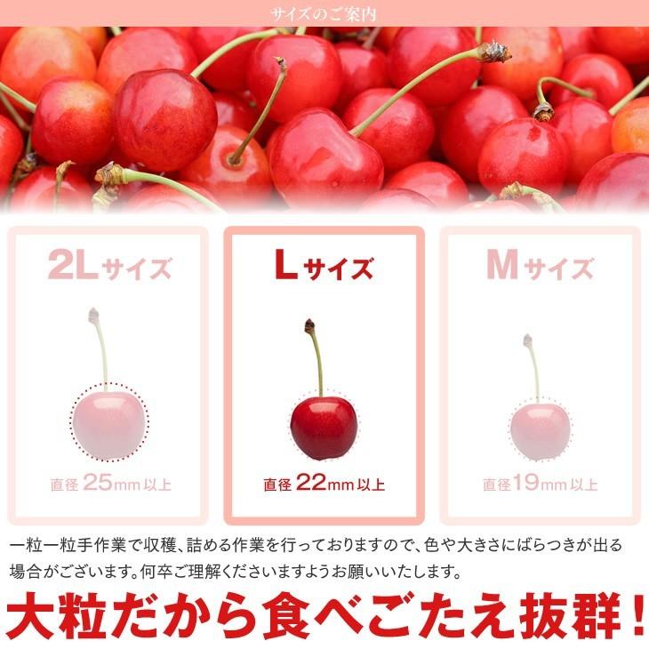 母の日 ギフト 2024 さくらんぼ  佐藤錦 L玉 秀品 100g×2 山形県産  ダイヤパック JA 産地直送 mc02｜tendofoods｜09