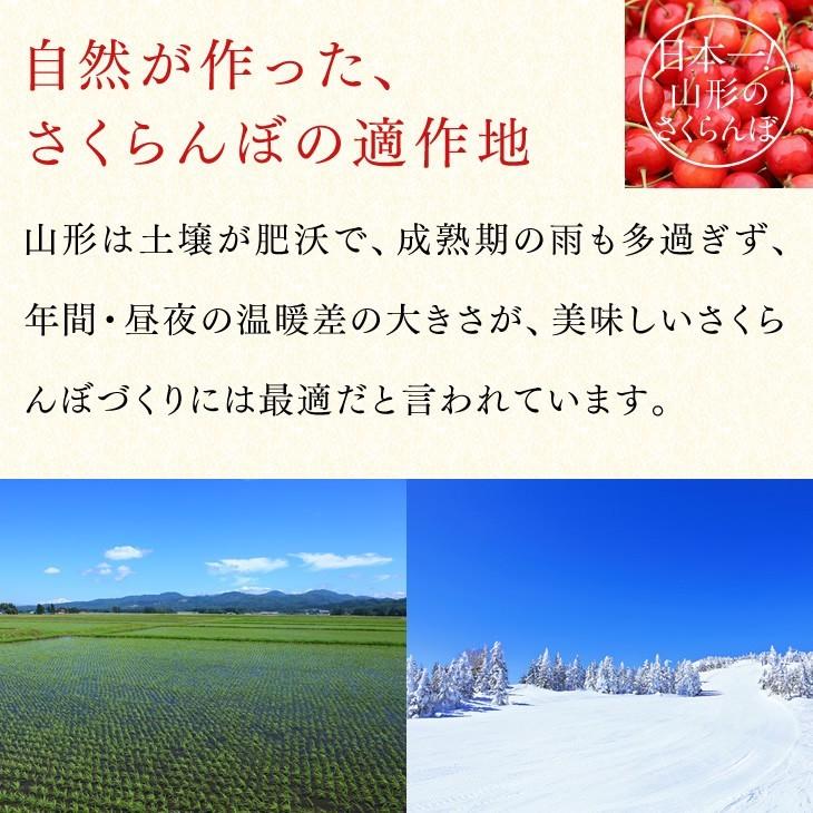 早期予約  さくらんぼ 佐藤錦 ギフト L玉 秀品 200g×2 山形県産 フードパック rc14｜tendofoods｜04