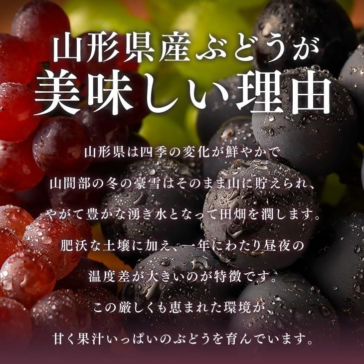 ぶどう ギフト オリンピア 約1kg （3〜4房） 山形県産 秀品 葡萄 贈答