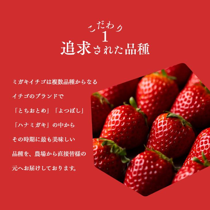 母の日ギフト 贈り物 いちご ミガキイチゴ 宮城県産 レギュラーパック 2パック(約260g×2) 粒数おまかせ 送料無料｜tendofoods｜07