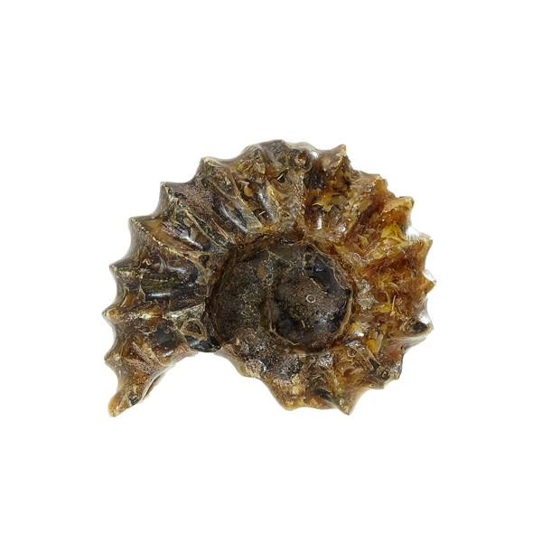 アンモナイト化石 番44g インテリアストーン 置物 天然石