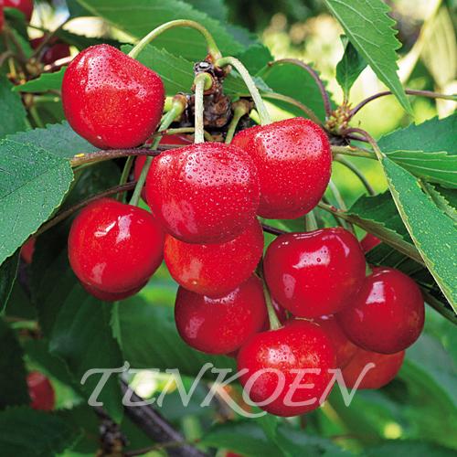 さくらんぼ 元祖 佐藤錦(選抜系)(さとうにしき)苗木 裸苗【株式会社 天香園】 | 