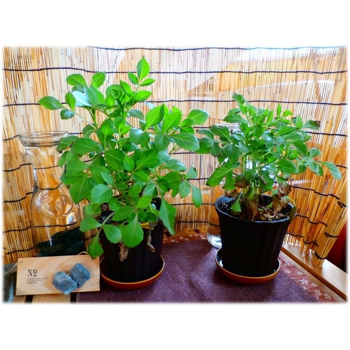 冬 キュービック 特異な 栄養剤 観葉植物 減らない Anela Ashiya Jp