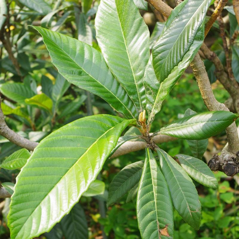 びわの葉 ビワ 枇杷 100g 消毒なし 生葉 和歌山県産 |  | 01