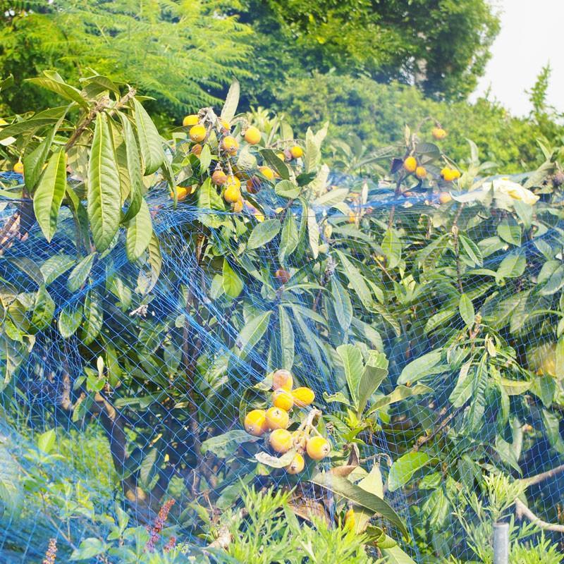 びわの葉 ビワ 枇杷 100g 消毒なし 生葉 和歌山県産 |  | 02