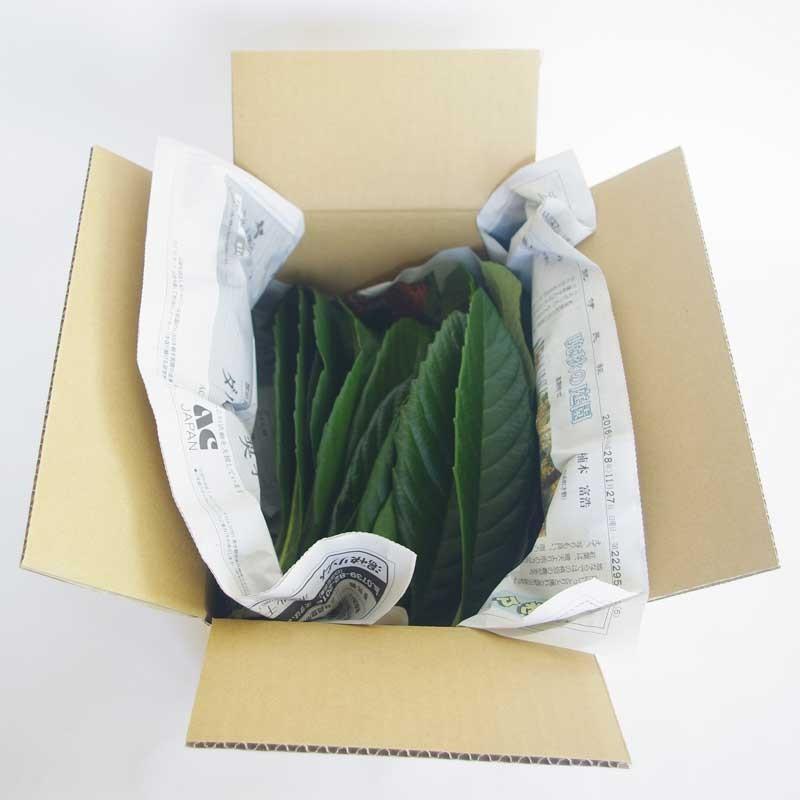 びわの葉 ビワ 枇杷 100g 消毒なし 生葉 和歌山県産 |  | 03
