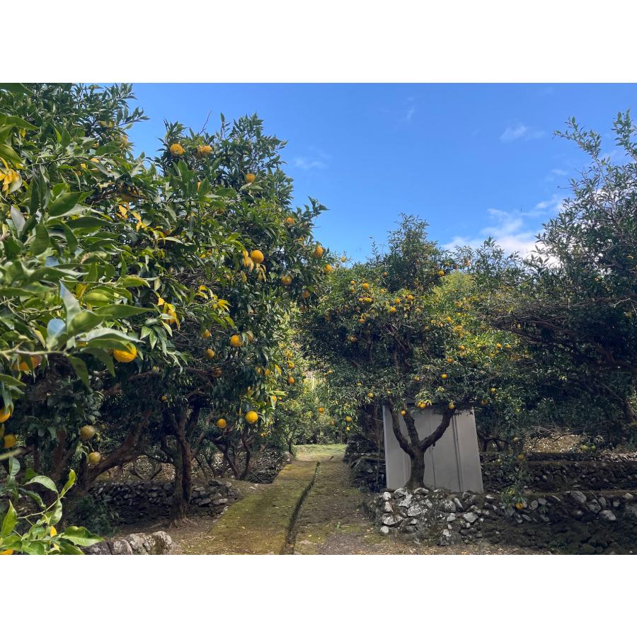 ゆずと椎茸の佃煮80gギフトセット（角長醤油） |  | 05