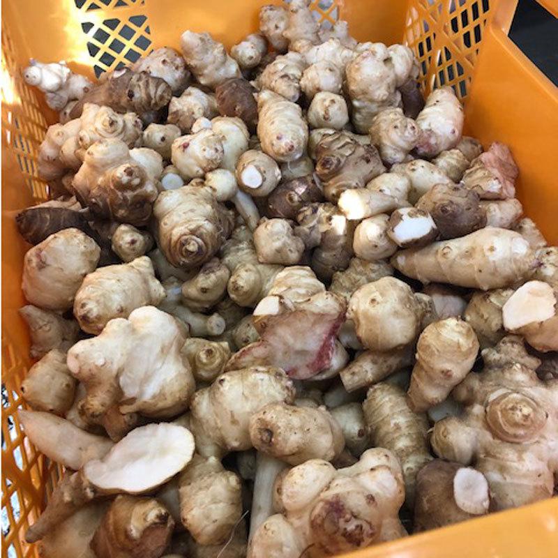 菊芋 粉末 パウダー 100% お試し品 80g キクイモ きくいも |  | 03