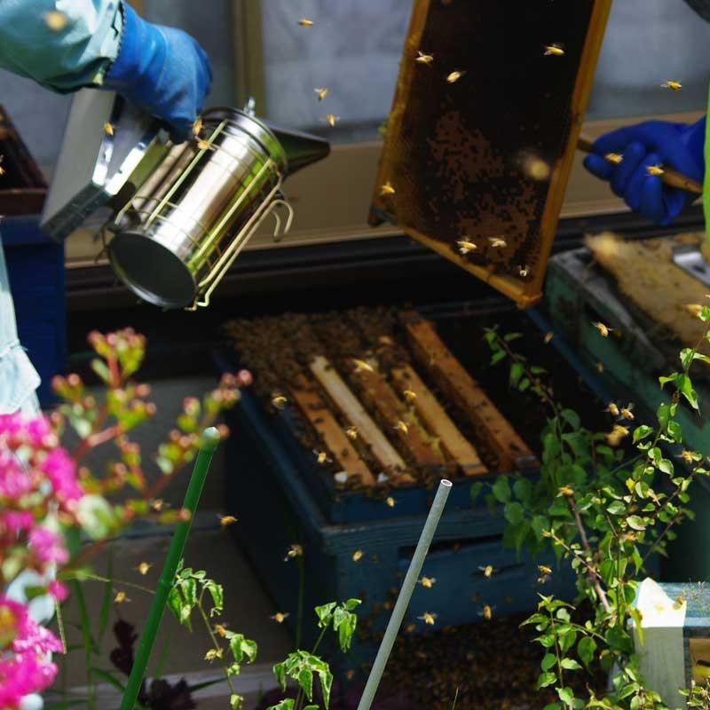 はちみつ 蜂蜜 国産純粋 150g みかん ハチミツ 和歌山県産 |  | 02