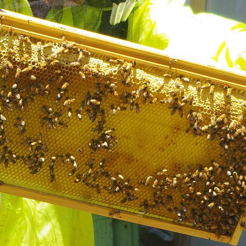 はちみつ 蜂蜜 国産純粋 150g みかん ハチミツ 和歌山県産 |  | 03