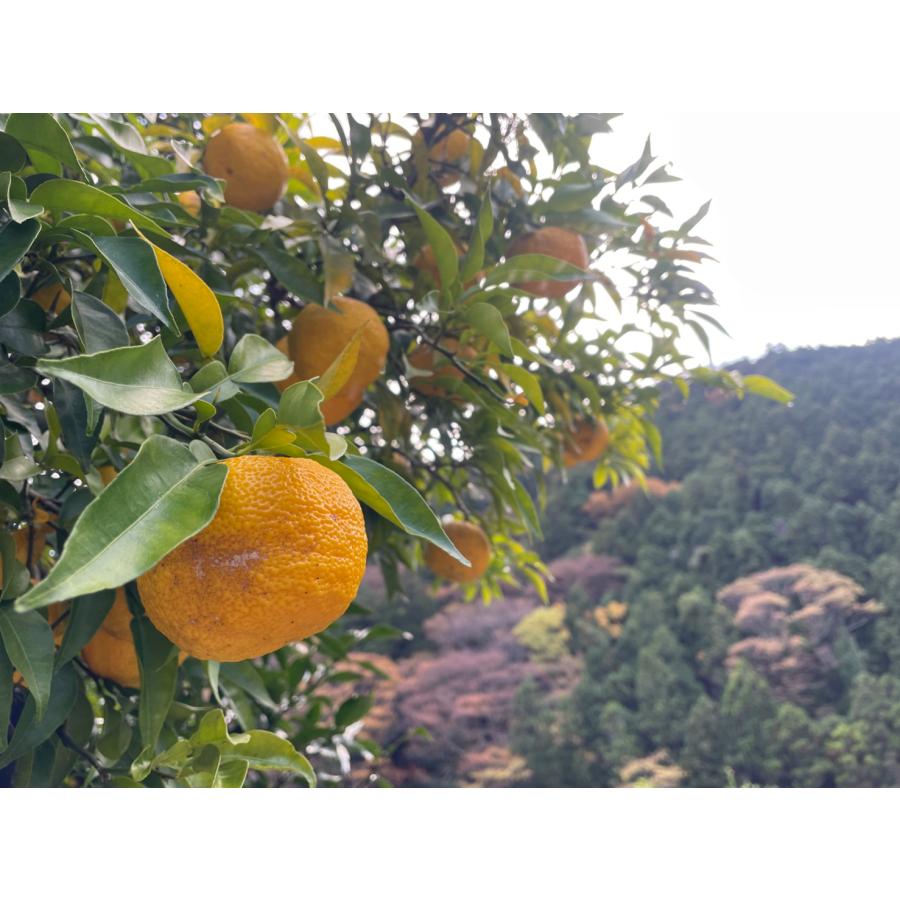 佃煮 ゆずと椎茸の佃煮 150g  ご飯のお供 しいたけ ごはん [和歌山県産柚子使用]　送料無料 |  | 02