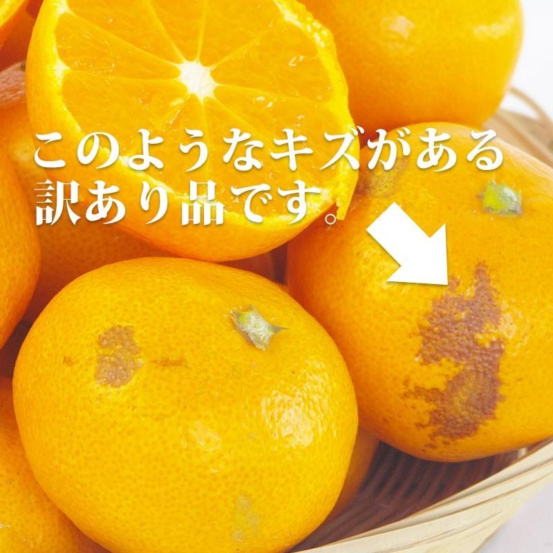 有田みかん 10kg 訳あり 和歌山県産 送料無料 ミカン 完熟 温州 |  | 01