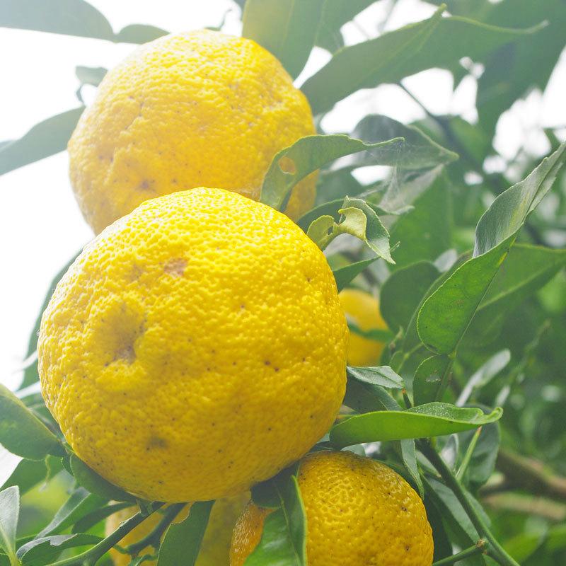 柚子皮 千切り 10kg ゆず皮 国内産 100％ 冷凍 添加物不使用 業務用 |  | 02