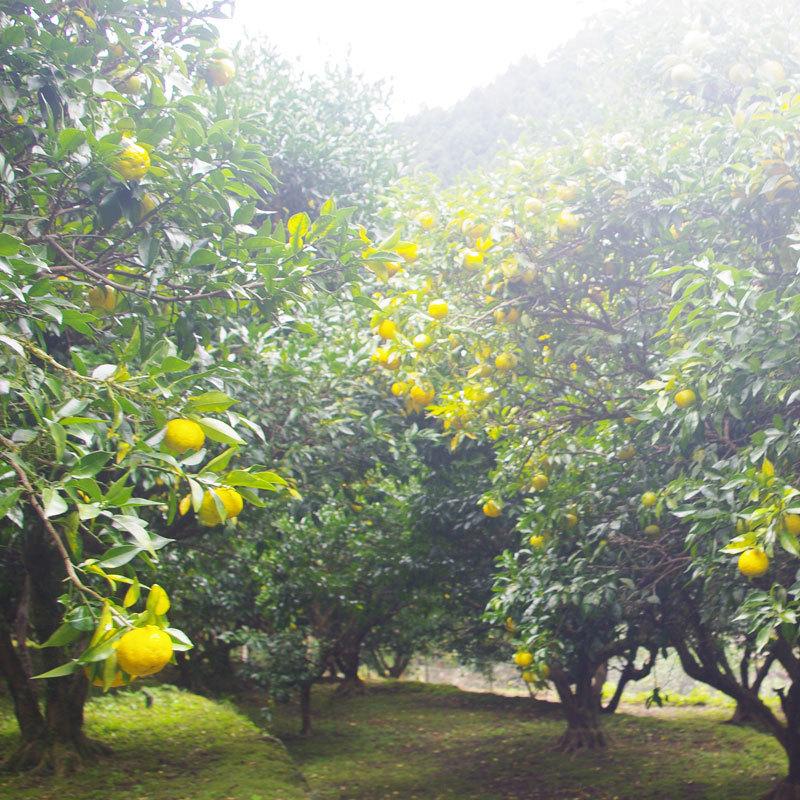 柚子皮 千切り 10kg ゆず皮 国内産 100％ 冷凍 添加物不使用 業務用 |  | 04