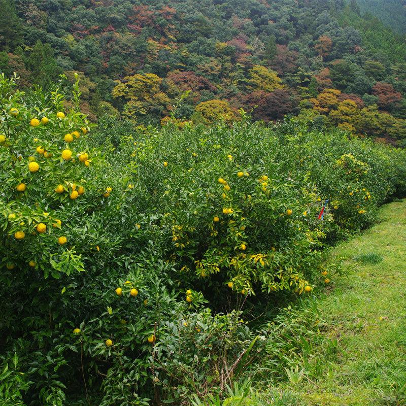 柚子皮 10kg ゆず皮 国内産 100％ 冷凍 添加物不使用 業務用 |  | 02