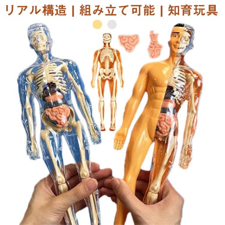 人体模型 玩具 知育玩具 人体構造 内臓 骨格 解剖 組み立て式 モデル