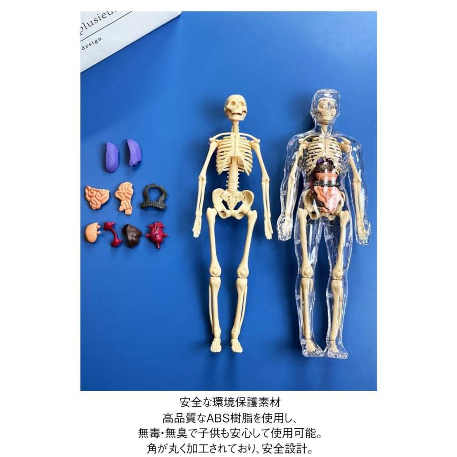 人体模型 玩具 知育玩具 人体構造 内臓 骨格 解剖 組み立て式 モデル