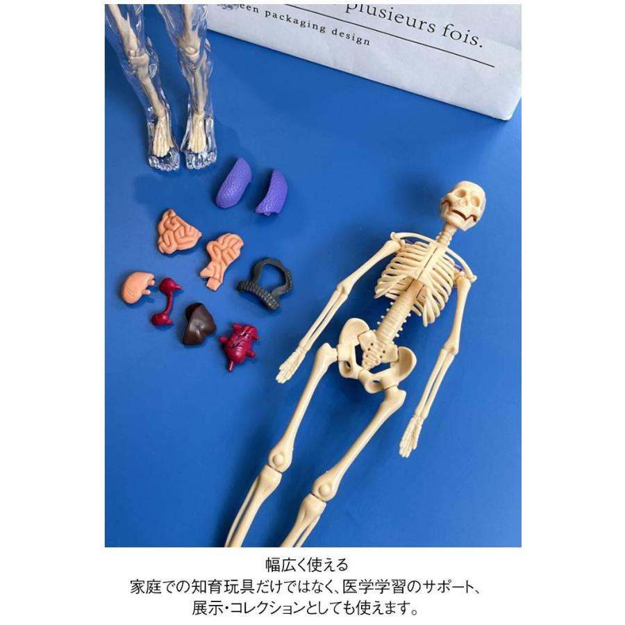 人体模型 玩具 知育玩具 人体構造 内臓 骨格 解剖 組み立て式 モデル