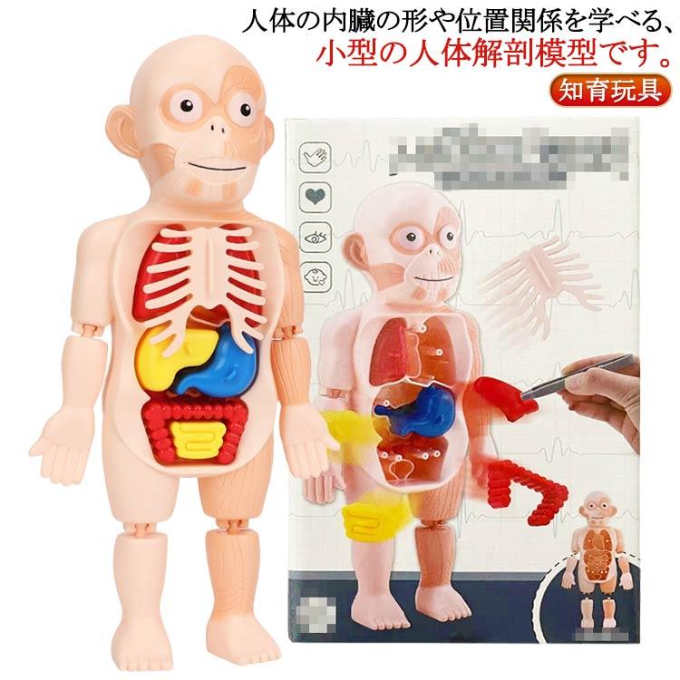 復元パズル 直立 教材 パーツ取り外し可能 解剖学 理科 子ども向け