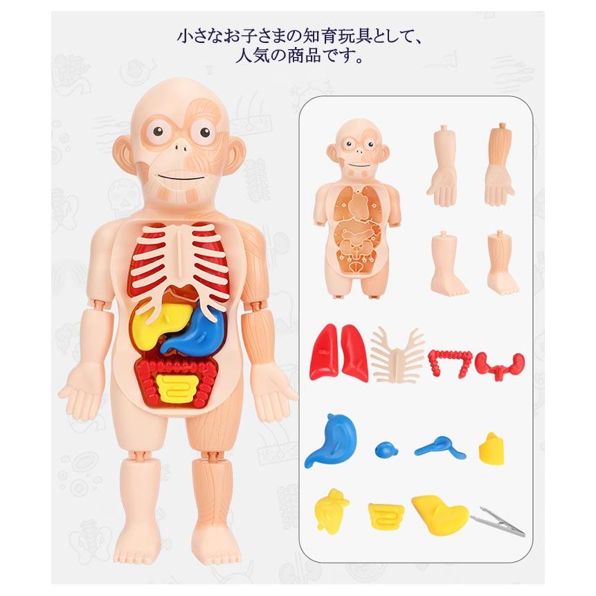 復元パズル 直立 教材 パーツ取り外し可能 解剖学 理科 子ども向け