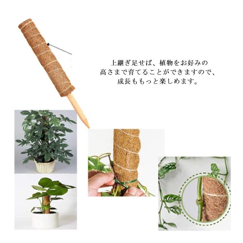 ココスティック モンステラ 支柱 ココナッツ 5本セット 園芸支柱