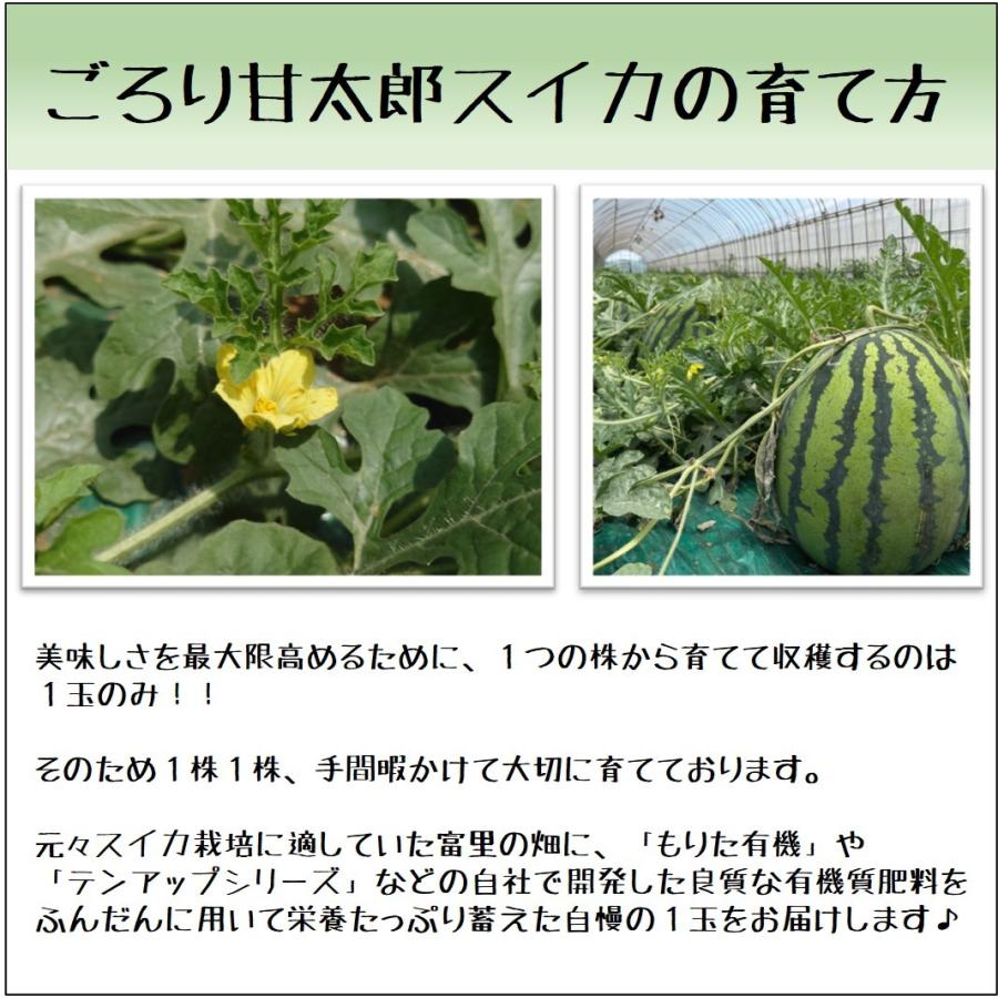 すいか スイカ 西瓜 千葉県富里市産 産地直送 皮岸まで甘いオリジナルブランド ごろり甘太郎スイカ 2玉 Lサイズ Tf 002 株式会社テンアップファーム 通販 Yahoo ショッピング