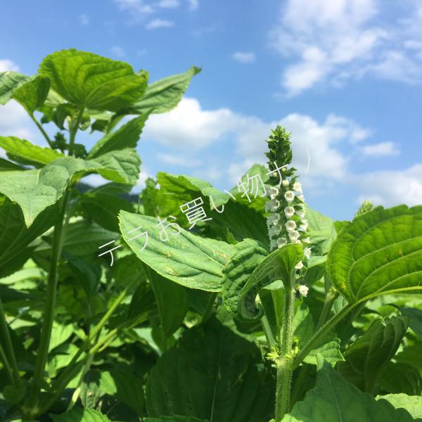 えごま油 国産 無添加 山形県産 110g 戸沢村 低温圧搾しぼり オメガ3 αリノレン酸 エゴマオイル 荏胡麻油｜tera-nano｜06