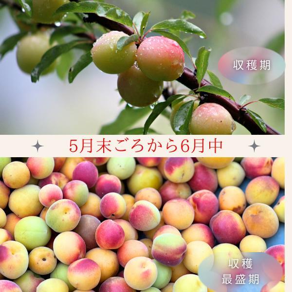 梅干し 塩分5% はちみつ梅 400g 紀州南高梅 訳あり つぶれ梅
