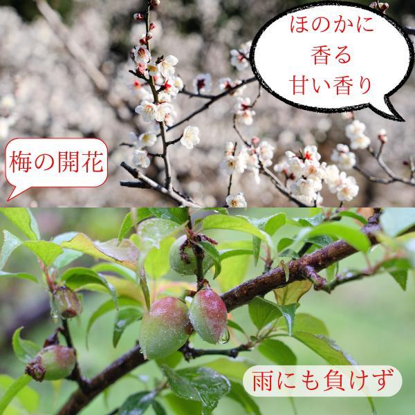 みっちょ　【mix】大潰れはちみつ梅3と激紫蘇甘1とはち5 719GZCGHMnL.jpg