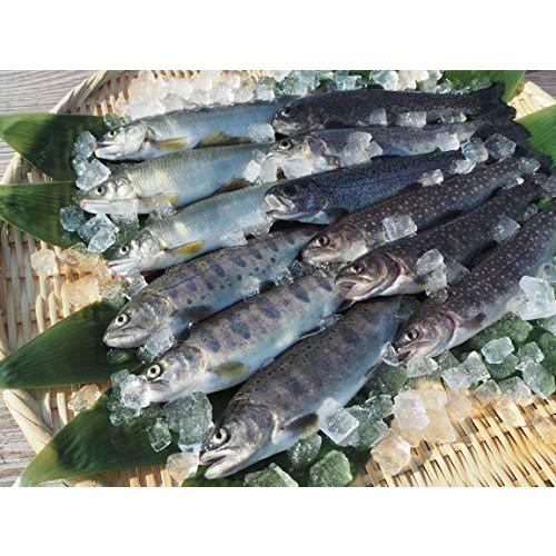 国産 魚沼産 清流の川魚セット 12尾入 ヤマメ3尾 イワナ3尾 ニジマス3尾 アユ3尾 清流の A B07w3h91lg Terramonostore 通販 Yahoo ショッピング