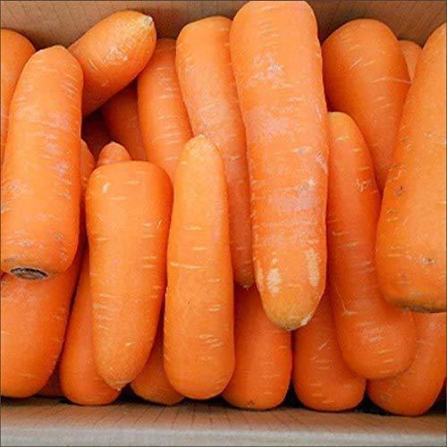 小川生薬のしょうがココア 300g 楽ギフ のし宛書