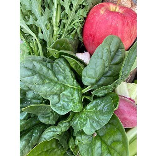 【朝採れ】 信州産 野菜 と 果物 詰め合わせ セット 無農薬 栽培80サイズ|terramono|05