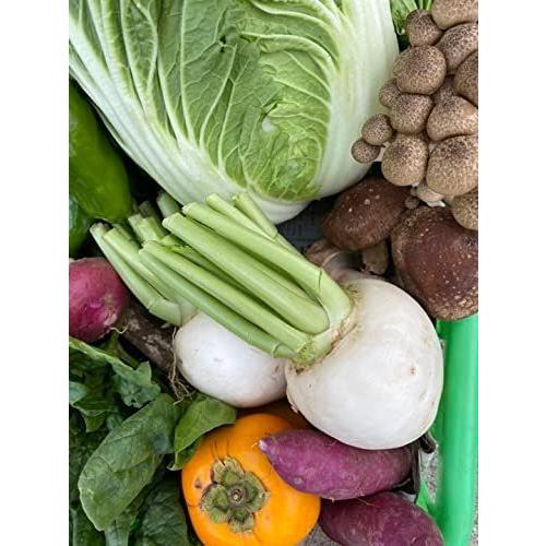 【朝採れ】 信州産 野菜 と 果物 詰め合わせ セット 無農薬 栽培80サイズ|terramono|06
