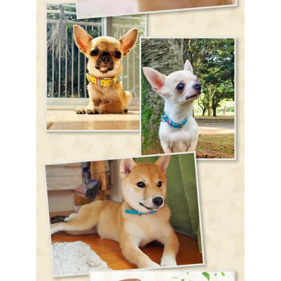 犬の首輪屋てるべる 超小型犬首輪 犬 首輪 犬首輪 犬の首輪 チワワ首輪